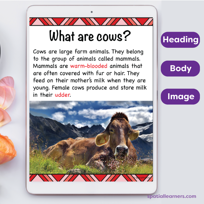 Cows | Basic Facts About Cows | Science - SPATIAL LEARNERS